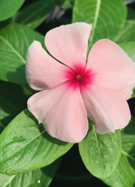 Vinca flowers 10 &#8211; 15cm