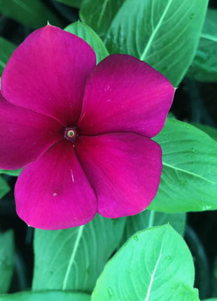 Vinca Hanging flowers 10-15cm
