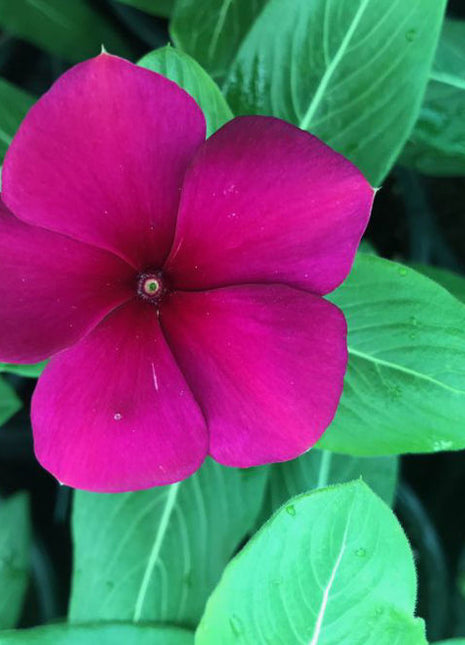 Vinca flowers 10 &#8211; 15cm