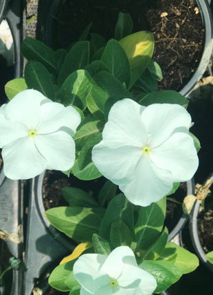 Vinca flowers 10 &#8211; 15cm