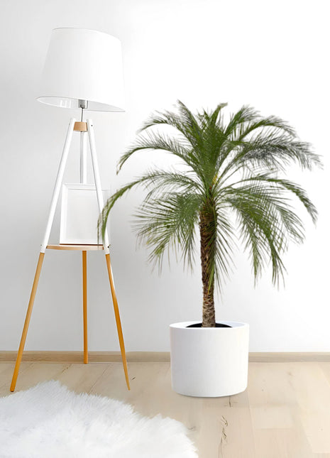 Phoenix Roebelenii &#8220;Miniature date palm&#8221;(outdoor)