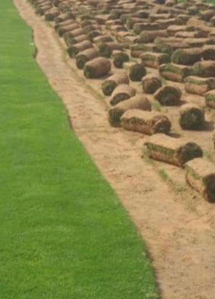 Natural Carpet Paspalum Grass &#8220;Paspalium vaginatum&#8221;