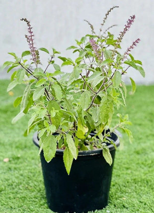 Ocimum Tenuiflorum/Tulsi plant/Holy Basil