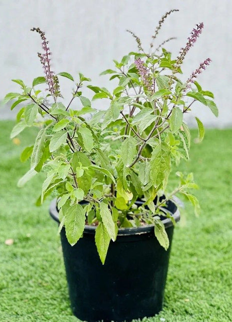 Ocimum Tenuiflorum/Tulsi plant/Holy Basil