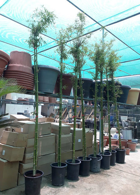 Bambus Green or Tropical Bamboo 2.5 -3.0M
