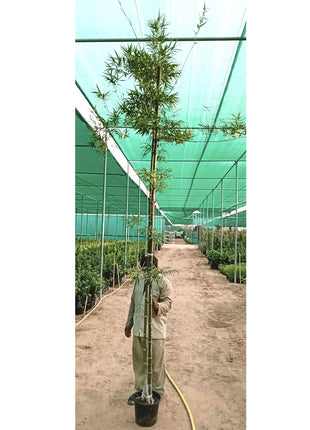 Bambus Green or Tropical Bamboo 2.5 -3.0M