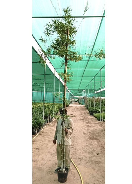 Bambus Green or Tropical Bamboo 2.5 -3.0M