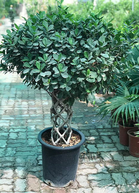 Ficus Panda &#8220;Cage Shape&#8221; 1.4-1.6m