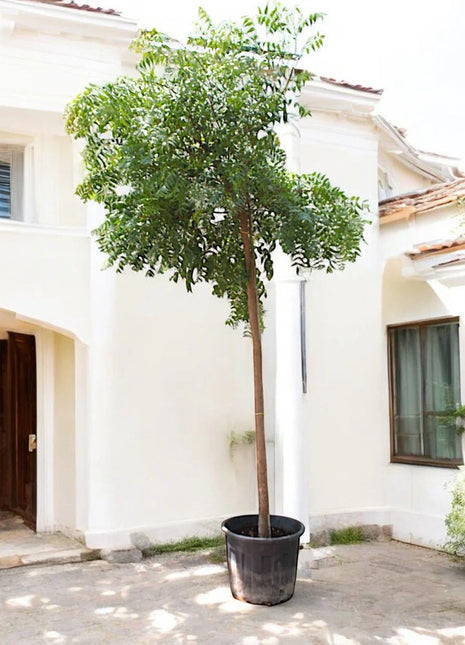 Azadirachta indica &#8220;Neem Tree&#8221;