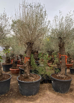 Olea europea or Olive Tree 2.0-2.20m height and 200-210mm trunk Dia