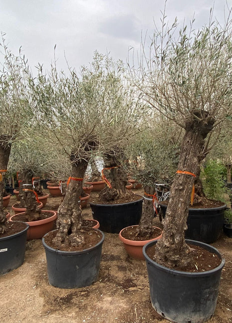 Olea europea or Olive Tree 2.0-2.20m height and 200-210mm trunk Dia