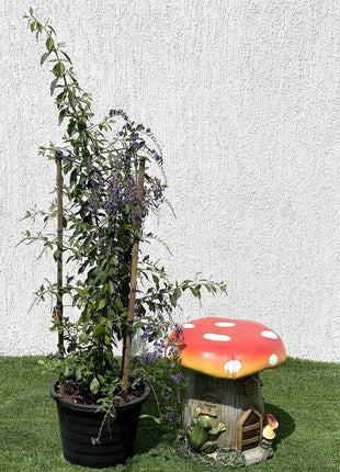 Duranta erecta or Duranta Green 0.7-1.0m