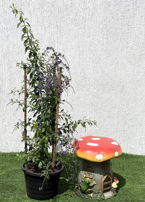 Duranta erecta or Duranta Green 0.7-1.0m