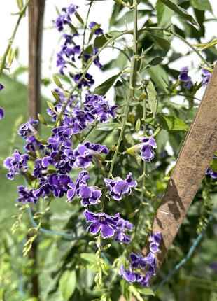 Duranta erecta or Duranta Green 0.7-1.0m