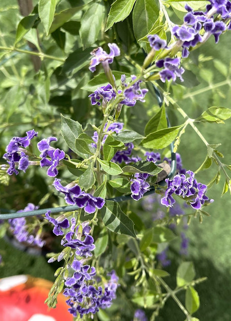 Duranta erecta or Duranta Green 0.7-1.0m