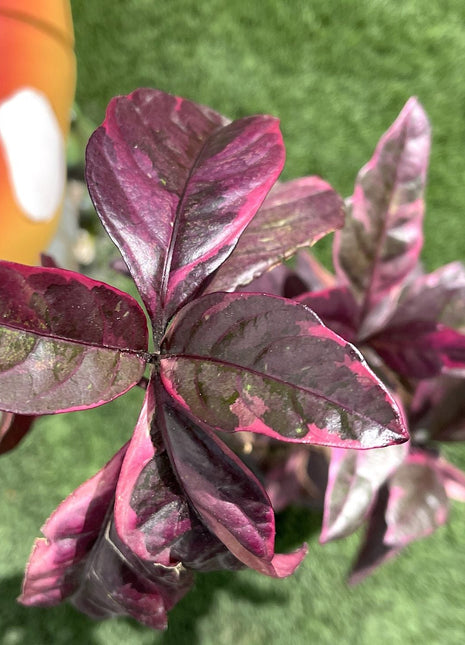 Eranthemum Atropurpureum, Purple False Eranthemum 30 &#8211; 40cm