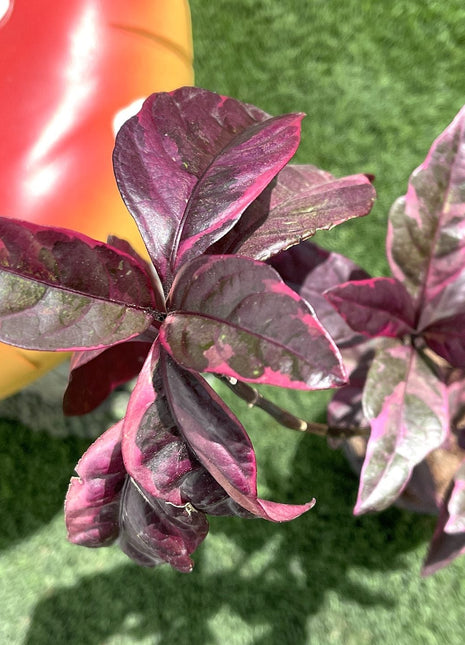 Eranthemum Atropurpureum, Purple False Eranthemum 30 &#8211; 40cm