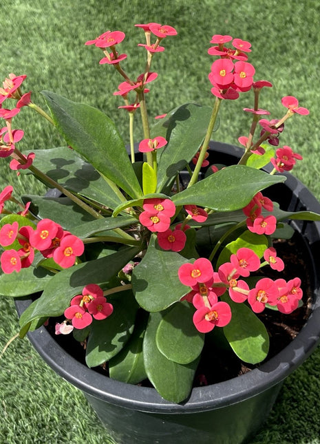 Euphorbia Millii Or Crown of Thorns 25 &#8211; 35cm