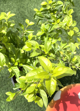 Duranta Repens, Duranta Gold or Golden Dew Drop 30-40cm