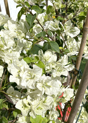 Bougainvillea Glabra &#8220;30 to 160cm&#8221; White