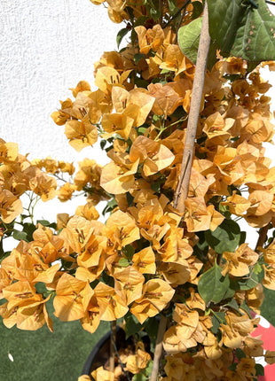 Bougainvillea Gold 0.8-1.5m