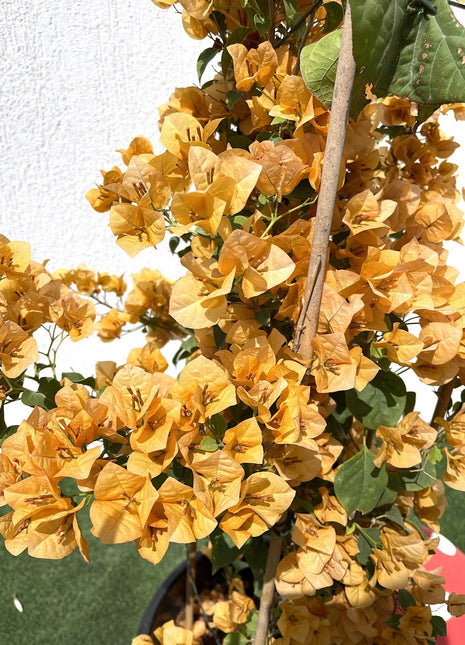 Bougainvillea Gold 0.8-1.5m