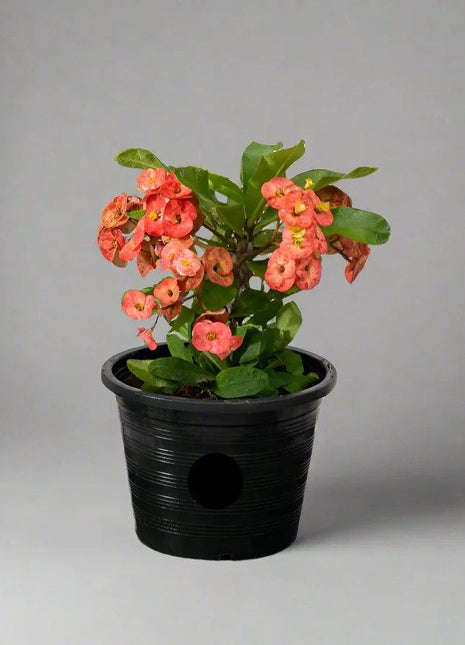 Euphorbia Holland or Crown Of Thorns (Thai) 20-30cm