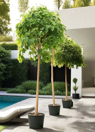 Ficus Religiosa &#8220;Sacred Fig Tree&#8221;