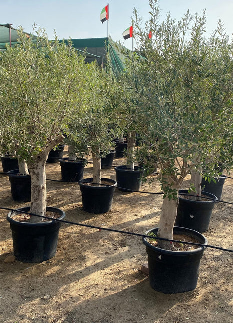 Olea europea or Mature Olive Tree 1.6-1.8m, 100-120mm Dia