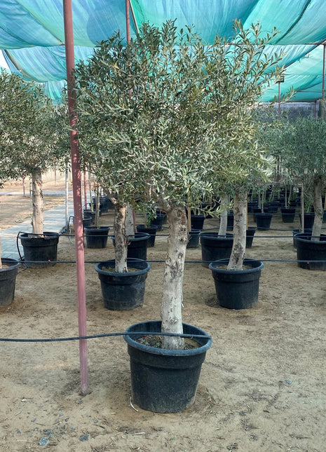 Olea europea or Mature Olive Tree 1.6-1.8m, 100-120mm Dia