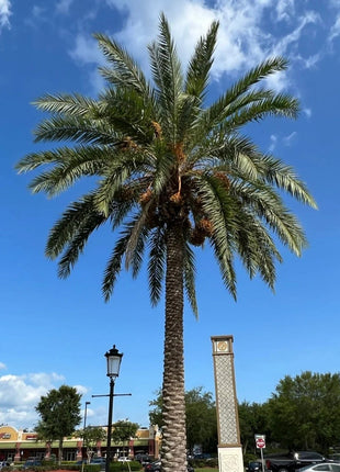 Phoenix sylvestris, Wild or Silver Date Palm 3-4m BT