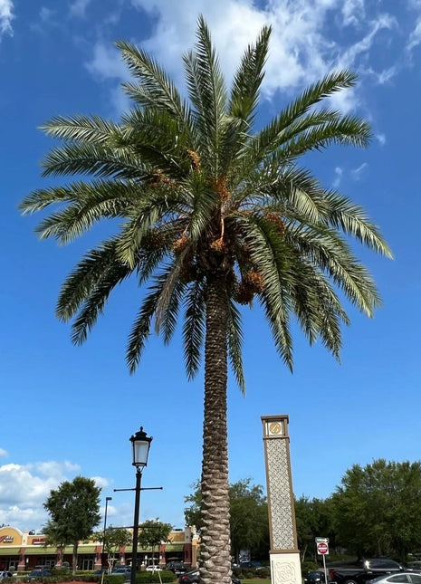 Phoenix sylvestris, Wild or Silver Date Palm 3-4m BT