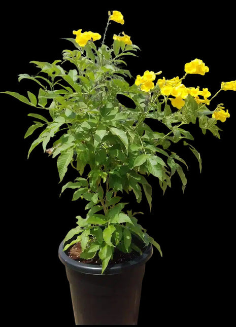 Tecoma stans or Yellow Bells