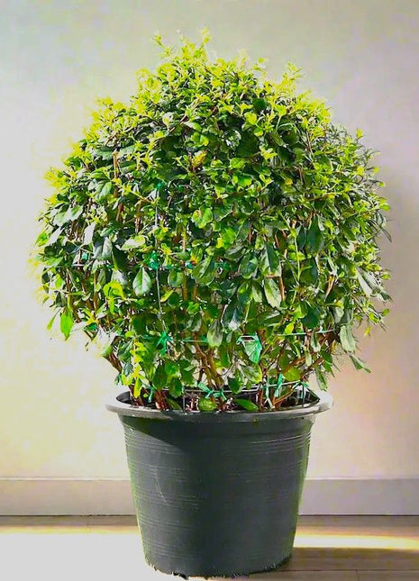 Ehretia Microphylla | Fukien Tea Tree | Ehretia Ball Shape 20-50cm Dia