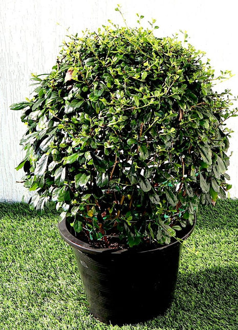 Ehretia Microphylla | Fukien Tea Tree | Ehretia Ball Shape 20-50cm Dia