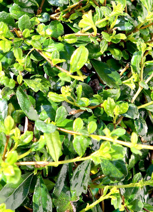 Ehretia Microphylla | Fukien Tea Tree | Ehretia Ball Shape 20-50cm Dia