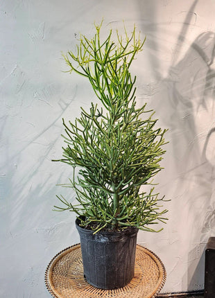 Euphorbia tirucalli or Pencil Cactus , Strong Outdoor Cactus Plant