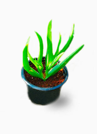 Carpobrotus edulis or Ice Plant 10 -15cm, Healthy Outdoor Succulent Plant