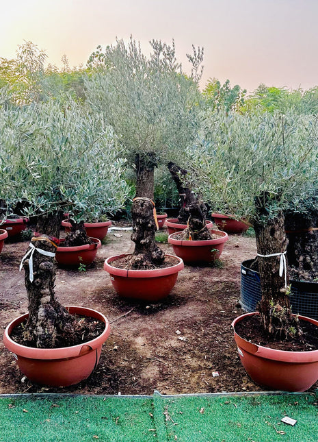 Olea europea or Olive Tree 1.7 &#8211; 2.0m, 200-250mm Trunk Diameter, Unique Old Trunk Olive Tree