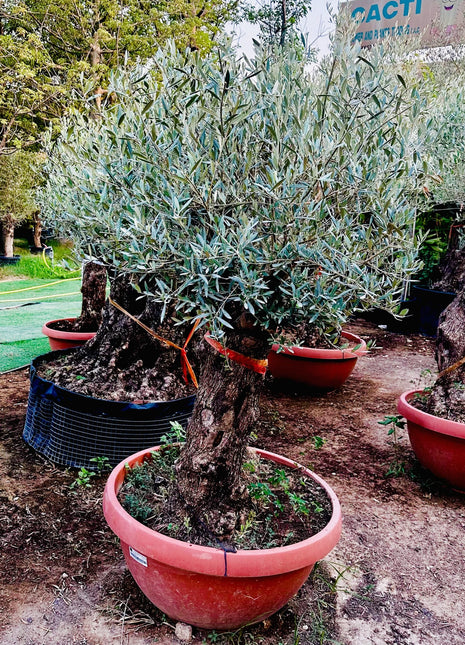 Olea europea or Olive Tree 1.7 &#8211; 2.0m, 200-250mm Trunk Diameter, Unique Old Trunk Olive Tree