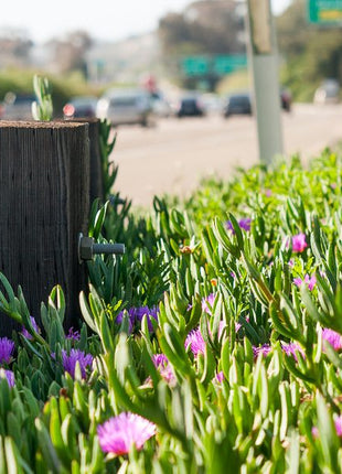 Carpobrotus edulis or Ice Plant 10 -15cm, Healthy Outdoor Succulent Plant
