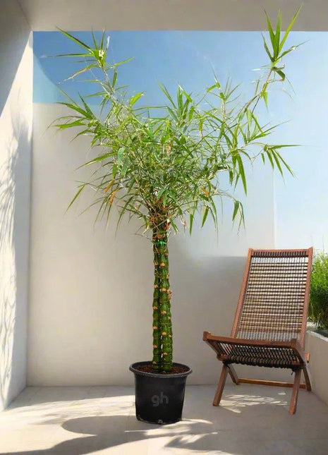 Bambusa ventricosa or Buddha&#8217;s Belly Bamboo