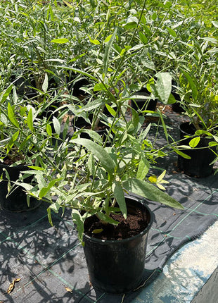 Salvadora persica, Miswak Plant or Toothbrush Tree 30-50cm