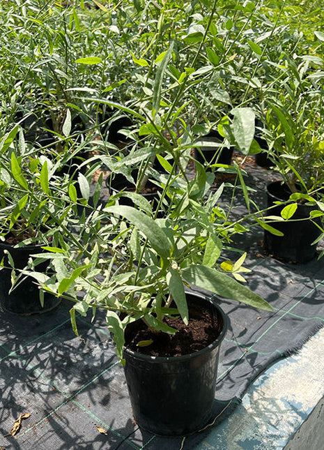 Salvadora persica, Miswak Plant or Toothbrush Tree 30-50cm