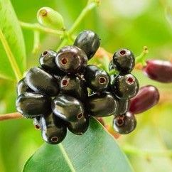 Syzygium Cumini Tree, black-plum “jamun-jambolan” شجرة جامون
