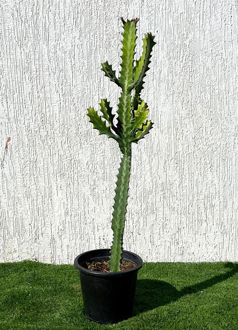 Euphorbia lactea or Dragoon bones tree 0.5-0.7m