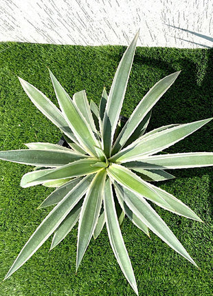 Agave angustifolia or Caribbean agave 30 &#8211; 50cm spread