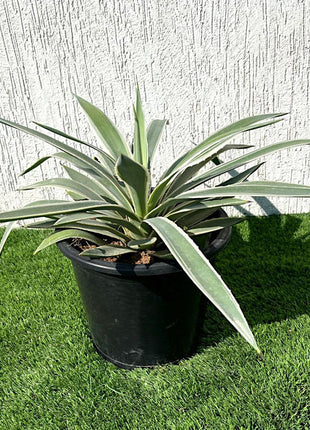 Agave angustifolia or Caribbean agave 30 &#8211; 50cm spread