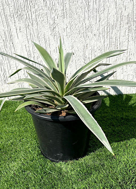 Agave angustifolia or Caribbean agave 30 &#8211; 50cm spread