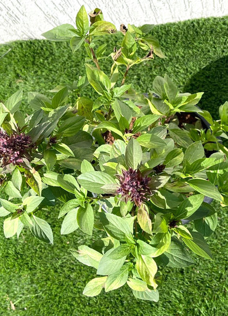 Ocimum Basilicum or Rehan Herb